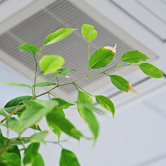 A plant under an air vent.